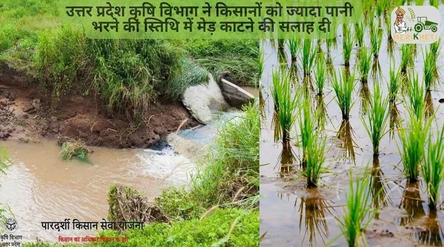 उत्तर प्रदेश कृषि विभाग ने किसानों को ज्यादा पानी भरने की स्तिथि में मेड़ काटने की सलाह दी
