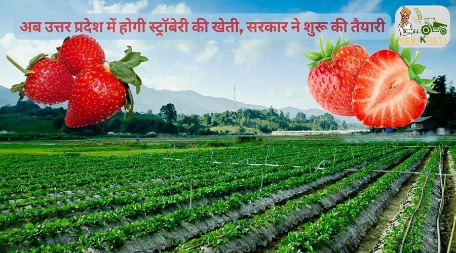 अब उत्तर प्रदेश में होगी स्ट्रॉबेरी की खेती, सरकार ने शुरू की तैयारी