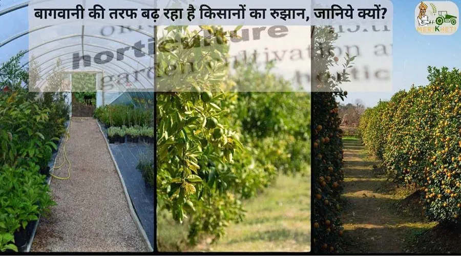 बागवानी की तरफ बढ़ रहा है किसानों का रुझान, जानिये क्यों?