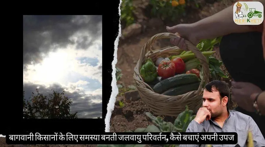 बागवानी किसानों के लिए समस्या बनती जलवायु परिवर्तन, कैसे बचाएं अपनी उपज