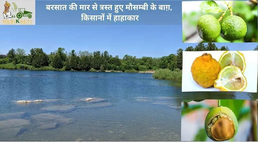 बरसात की मार से त्रस्त हुए मौसम्बी के बाग़, किसानों में हाहाकार