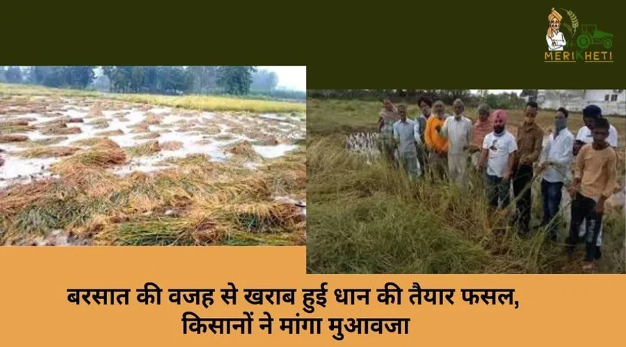 बरसात की वजह से खराब हुई धान की तैयार फसल, किसानों ने मांगा मुआवजा