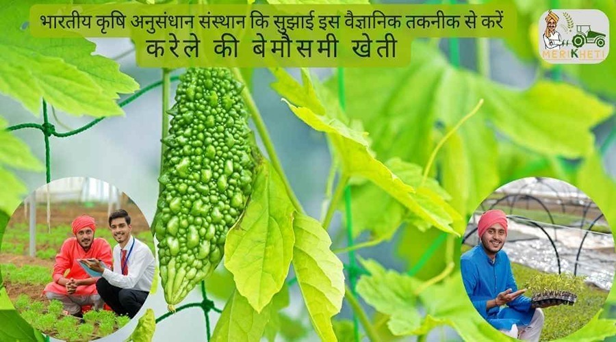 भारतीय कृषि अनुसंधान संस्थान कि सुझाई इस वैज्ञानिक तकनीक से करें करेले की बेमौसमी खेती