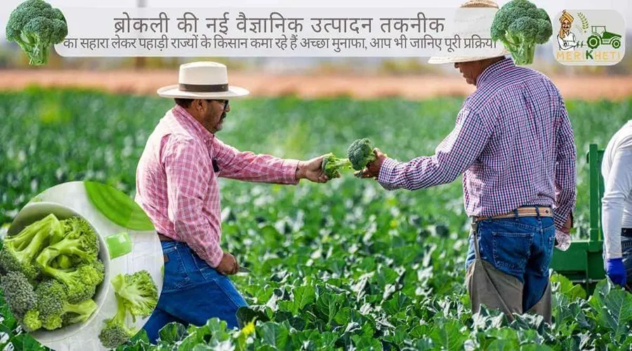 ब्रोकली की नई वैज्ञानिक उत्पादन तकनीक का सहारा लेकर पहाड़ी राज्यों के किसान कमा रहे हैं अच्छा मुनाफा, आप भी जानिए पूरी प्रक्रिया