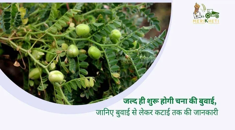 जल्द ही शुरू होगी चना की बुवाई, जानिए बुवाई से लेकर कटाई तक की जानकारी