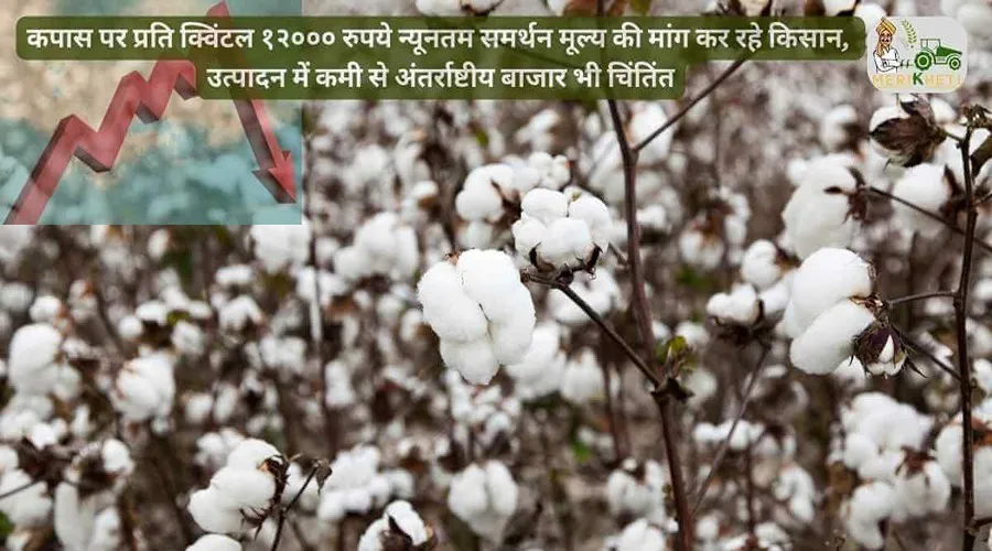कपास पर प्रति क्विंटल १२००० रुपये न्यूनतम समर्थन मूल्य की मांग कर रहे किसान, उत्पादन में कमी से अंतर्राष्टीय बाजार भी चिंतिंत