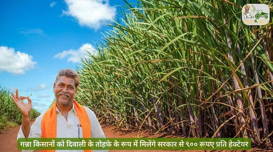 गन्ना किसानों को दिवाली के तोहफे के रूप में मिलेंगे सरकार से ९०० रूपए प्रति हेक्टेयर