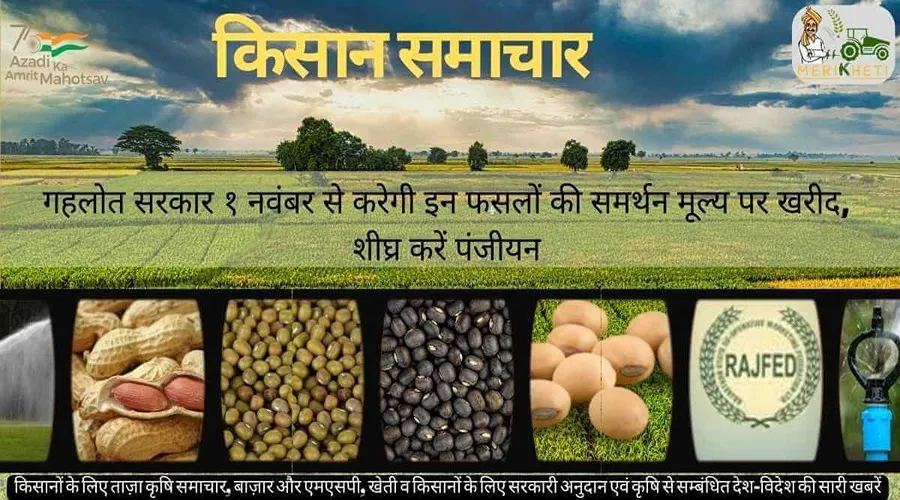 गहलोत सरकार १ नवंबर से करेगी इन फसलों की समर्थन मूल्य पर खरीद, शीघ्र करें पंजीयन