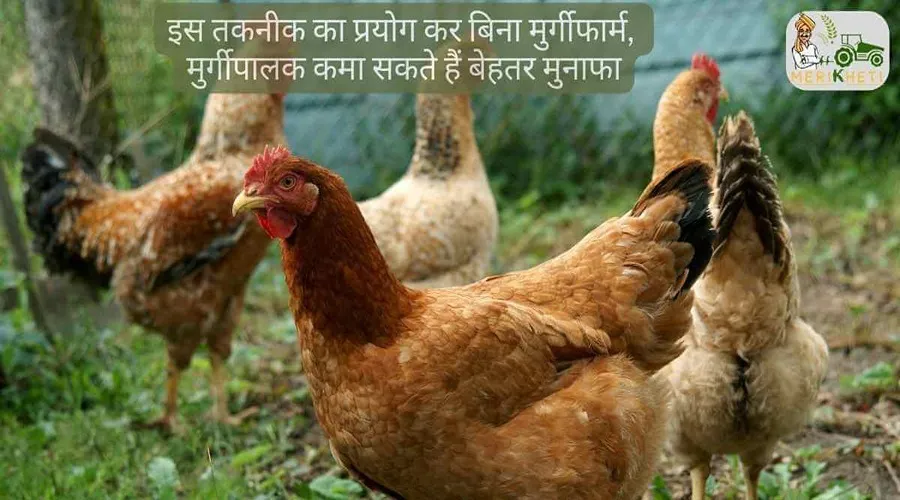 इस तकनीक का प्रयोग कर बिना मुर्गीफार्म, मुर्गीपालक कमा सकते हैं बेहतर मुनाफा