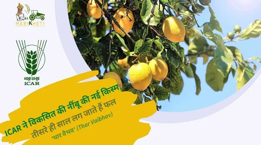 ICAR ने विकसित की नींबू की नई किस्म, तीसरे ही साल लग जाते हैं फल