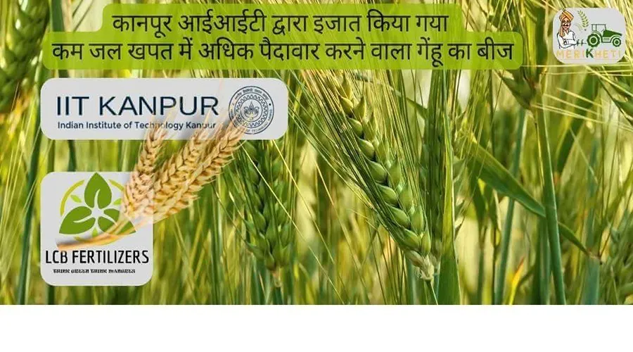 कानपूर आईआईटी द्वारा विकसित कम जल खपत में अधिक पैदावार करने वाला गेंहू का बीज