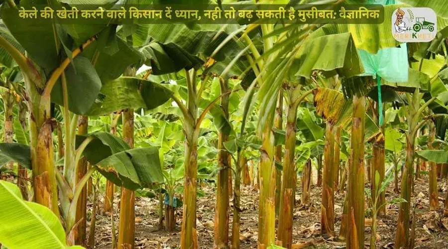 केले की खेती करने वाले किसान दें ध्यान, नही तो बढ़ सकती है मुसीबत: वैज्ञानिक