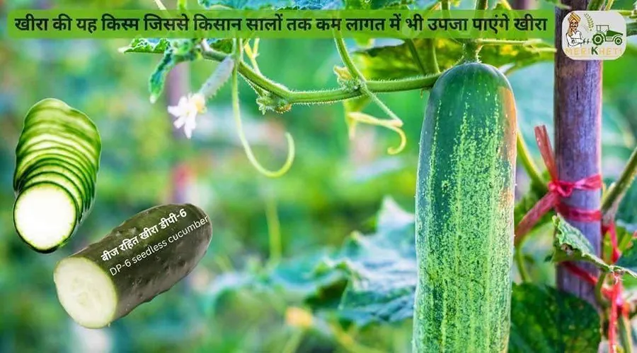 खीरा की यह किस्म जिससे किसान सालों तक कम लागत में भी उपजा पाएंगे खीरा