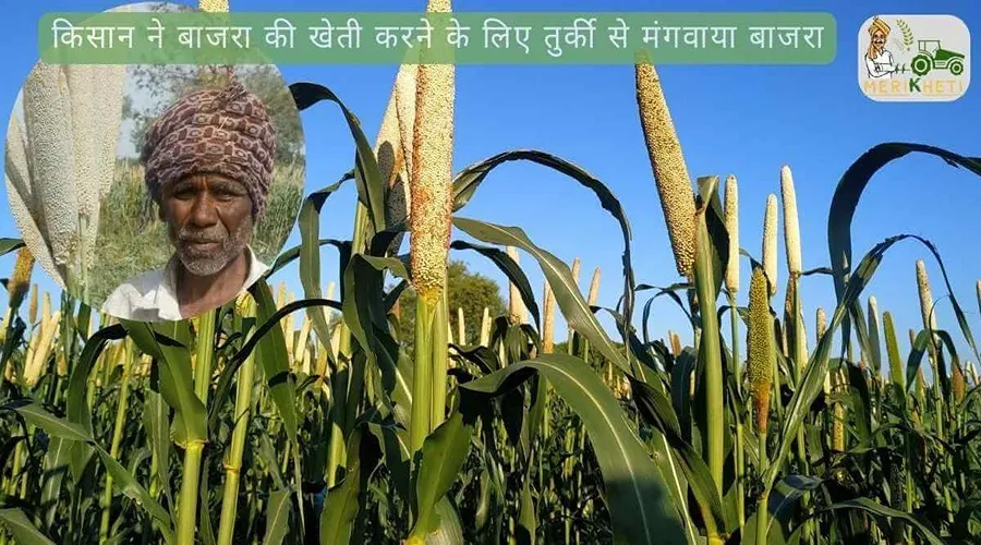 किसान ने बाजरा की खेती करने के लिए तुर्की से मंगवाया बाजरा