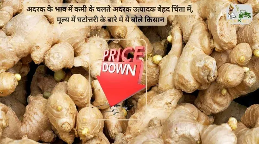 अदरक के भाव में कमी के चलते अदरक उत्पादक बेहद चिंता में, मूल्य में घटोत्तरी के बारे में ये बोले किसान