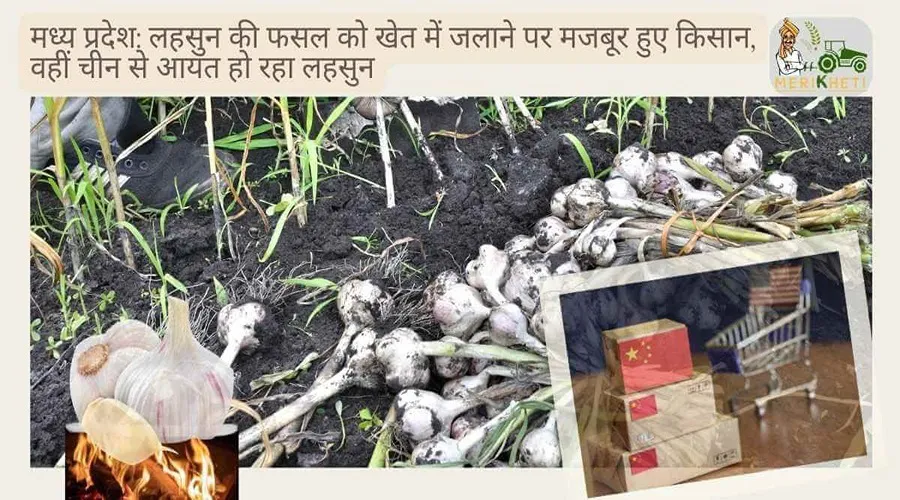 मध्य प्रदेश: लहसुन की फसल को खेत में जलाने पर मजबूर हुए किसान, वहीं चीन से आयात हो रहा लहसुन