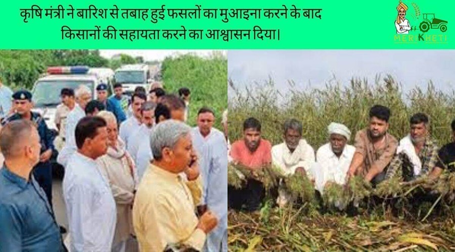 महाराष्ट्र राज्य के कृषि मंत्री ने बारिश से तबाह हुई फसलों का मुआयना करने के बाद किसानों की सहायता करने का आश्वासन दिया।