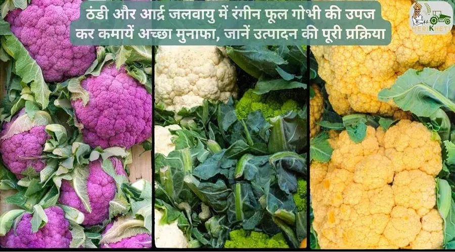 ठंडी और आर्द्र जलवायु में रंगीन फूल गोभी की उपज कर कमायें अच्छा मुनाफा, जानें उत्पादन की पूरी प्रक्रिया