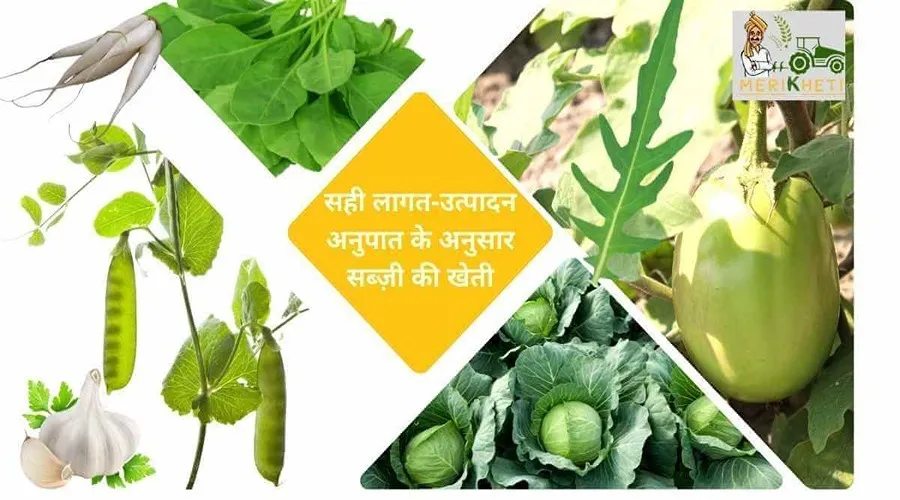 सही लागत-उत्पादन अनुपात को समझ सब्ज़ी उगाकर कैसे कमाएँ अच्छा मुनाफ़ा, जानें बचत करने की पूरी प्रक्रिया