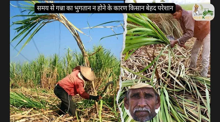 समय से गन्ना का भुगतान न होने के कारण किसान बेहद परेशान