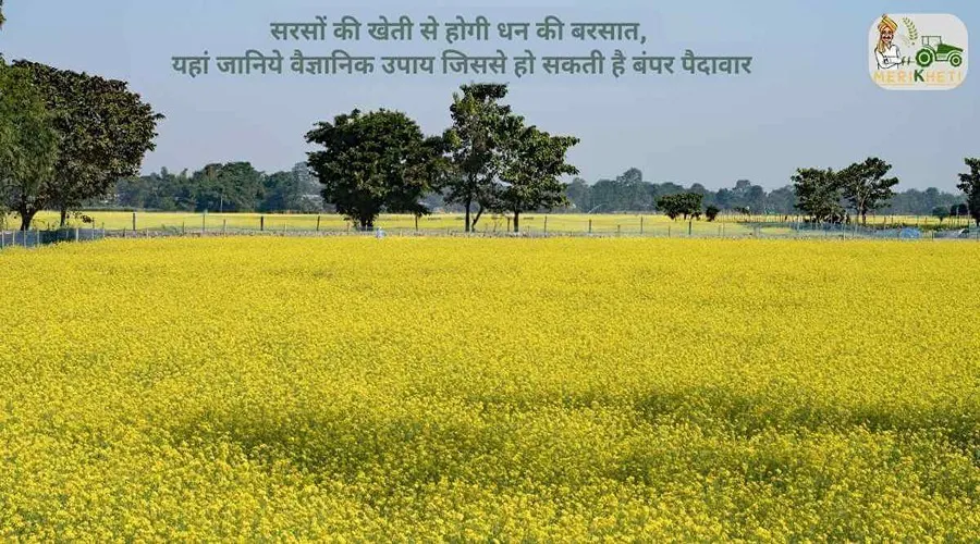 सरसों की खेती से होगी धन की बरसात, यहां जानिये वैज्ञानिक उपाय जिससे हो सकती है बंपर पैदावार
