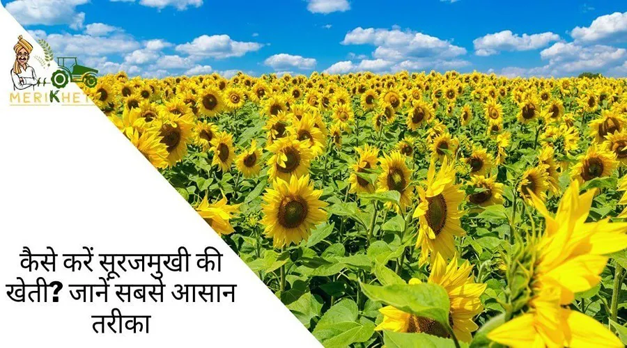 कैसे करें सूरजमुखी की खेती? जानें सबसे आसान तरीका