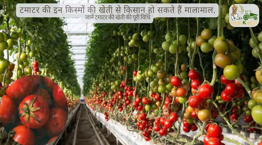 टमाटर की इन किस्मों की खेती से किसान हो सकते हैं मालामाल, जानें टमाटर की खेती की पूरी विधि