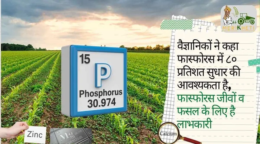 वैज्ञानिकों ने कहा फास्फोरस में ८० प्रतिशत सुधार की आवश्यकता है, फास्फोरस जीवों व फसल के लिए है लाभकारी