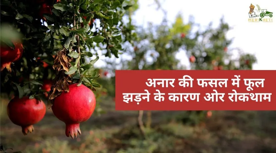 अनार की फसल में फूल झड़ने के कारण ओर रोकथाम