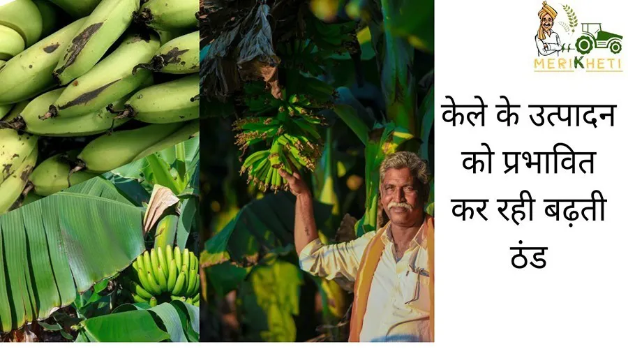 केले के उत्पादन को प्रभावित कर रही बढ़ती ठंड