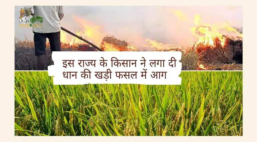 इस राज्य के किसान ने लगा दी धान की खड़ी फसल में आग