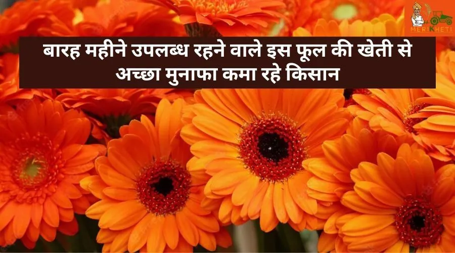 बारह महीने उपलब्ध रहने वाले इस फूल की खेती से अच्छा मुनाफा कमा रहे किसान