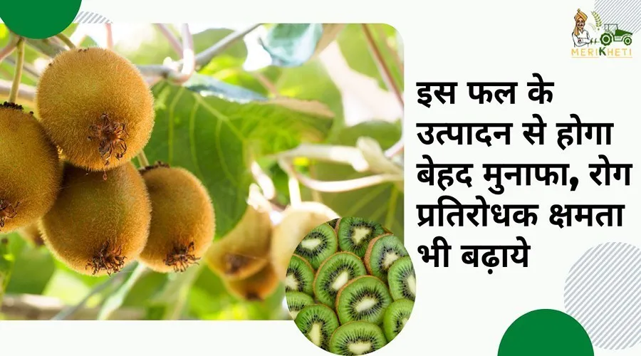 इस फल के उत्पादन से होगा बेहद मुनाफा रोग प्रतिरोधक क्षमता भी बढ़ाये
