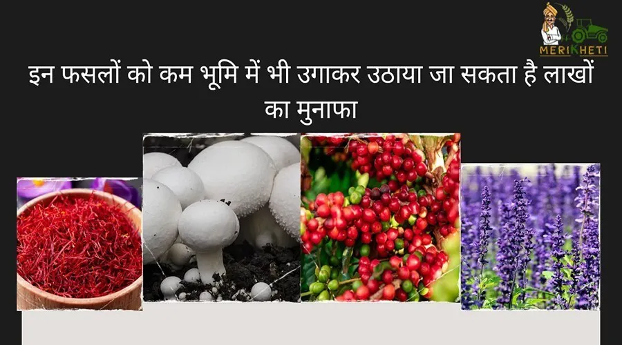 इन फसलों को कम भूमि में भी उगाकर उठाया जा सकता है लाखों का मुनाफा