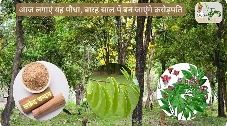 आज लगाएं यह पौधा, बारह साल में बन जाएंगे करोड़पति