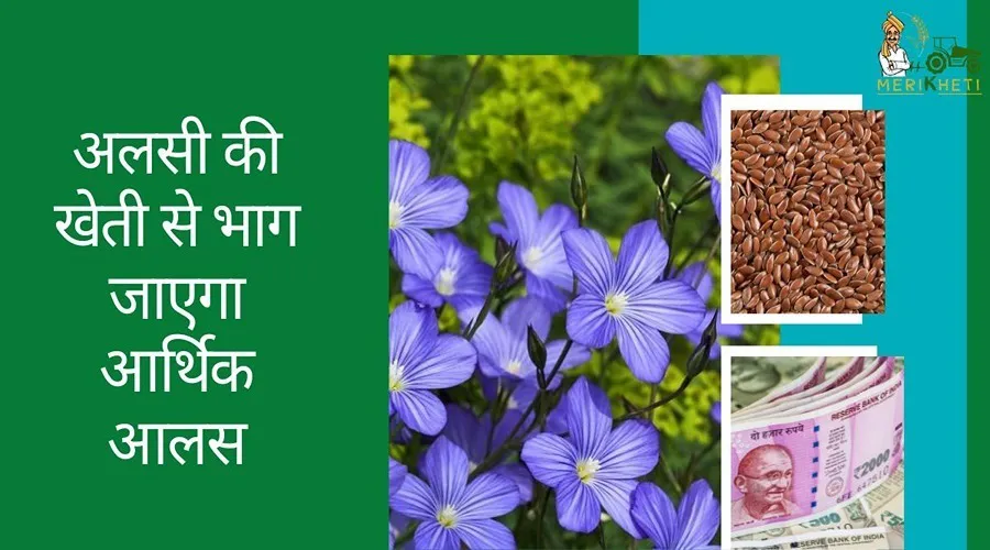 अलसी की खेती से भाग जाएगा आर्थिक आलस