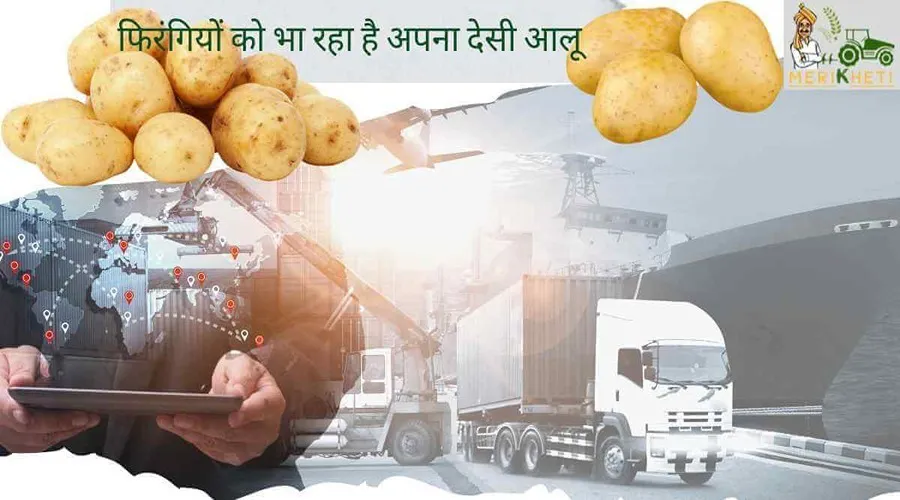 फिरंगियों को भा रहा है अपना देसी आलू