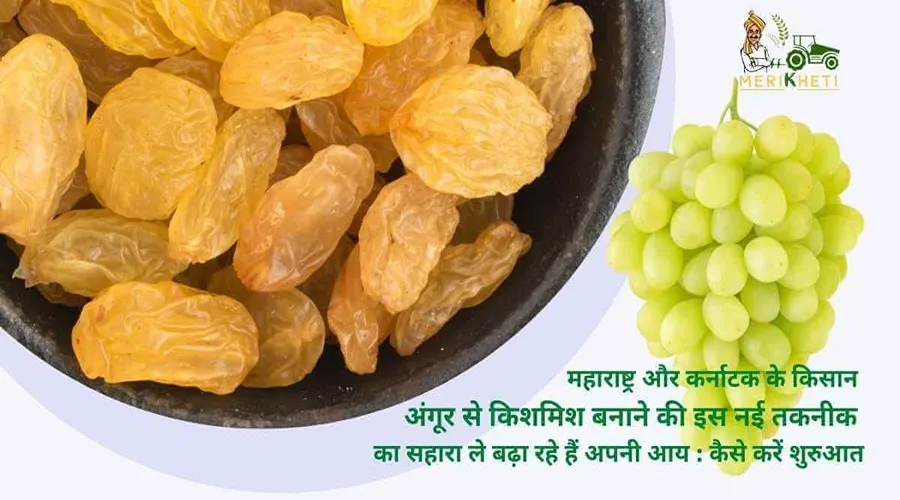 महाराष्ट्र और कर्नाटक के किसान अंगूर से किशमिश बनाने की इस नई तकनीक का सहारा ले बढ़ा रहे हैं अपनी आय : कैसे करें शुरुआत