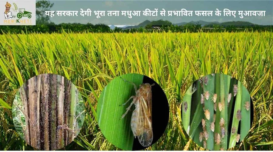 यह सरकार कर रही भूरा तना मधुआ कीटों से प्रभावित फसल की सुरक्षा के लिए आवश्यक प्रयास
