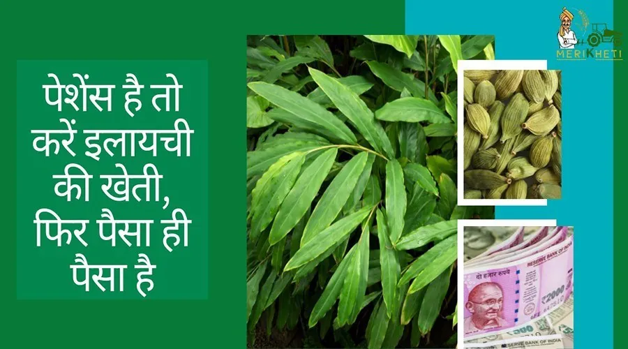 पेशेंस है तो करें इलायची की खेती, फिर पैसा ही पैसा है