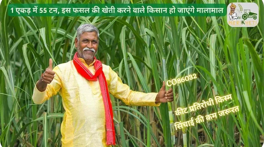 1 एकड़ में 55 टन, इस फसल की खेती करने वाले किसान हो जाएंगे मालामाल