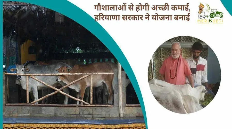 गौशालाओं से होगी अच्छी कमाई, हरियाणा सरकार ने योजना बनाई