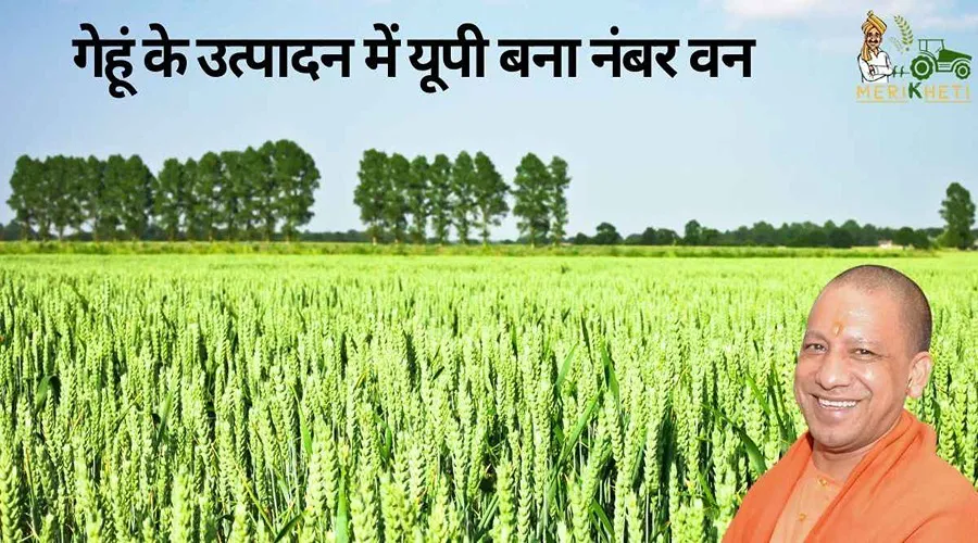 गेहूं के उत्पादन में यूपी बना नंबर वन