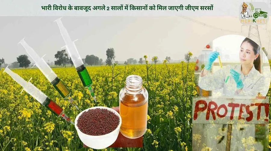 भारी विरोध के बावजूद अगले 2 सालों में किसानों को मिल जाएगी जीएम सरसों