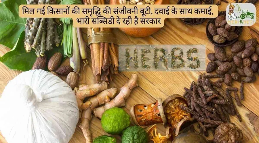 मिल गई किसानों की समृद्धि की संजीवनी बूटी, दवाई के साथ कमाई, भारी सब्सिडी दे रही है सरकार