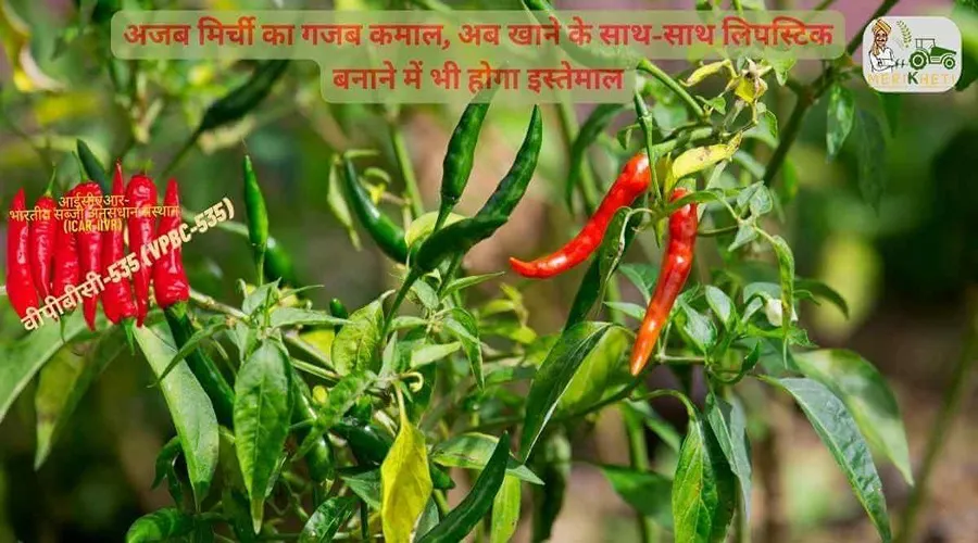 अजब मिर्ची का गजब कमाल, अब खाने के साथ-साथ लिपस्टिक बनाने में भी होगा इस्तेमाल