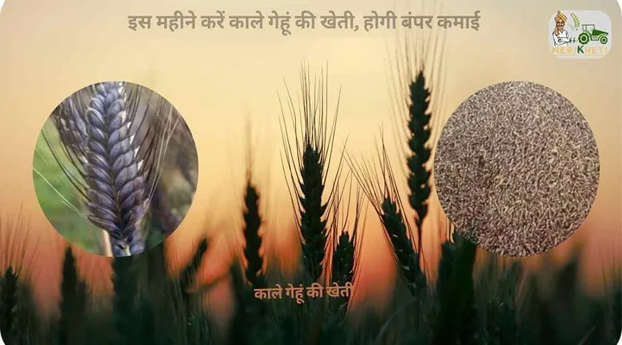 इस महीने करें काले गेहूं की खेती, होगी बंपर कमाई
