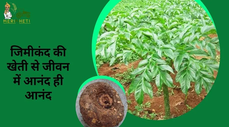 जिमीकंद की खेती से जीवन में आनंद ही आनंद