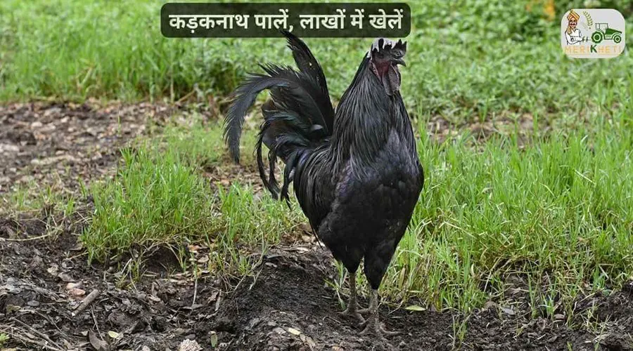 कड़कनाथ पालें, लाखों में खेलें