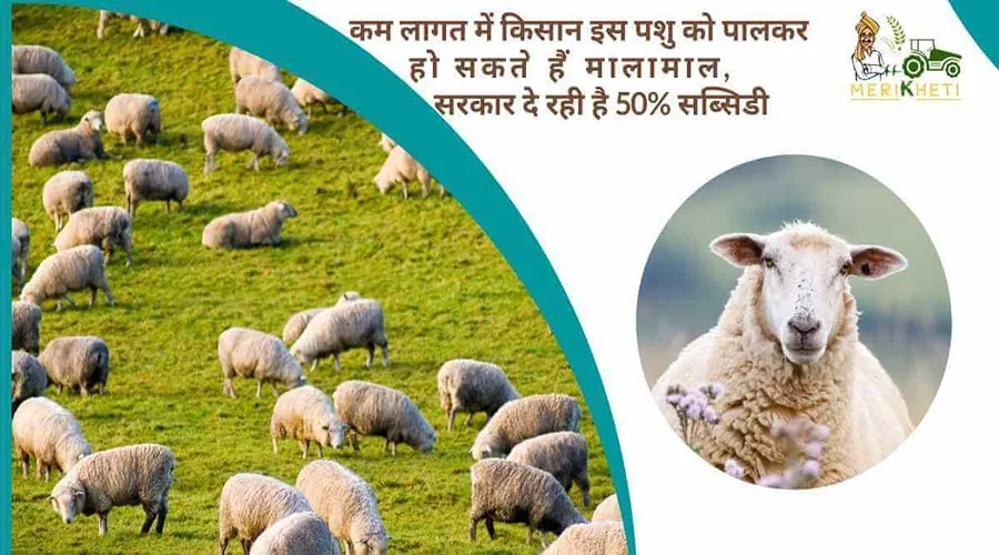 कम लागत में किसान इस पशु को पालकर हो सकते हैं मालामाल, सरकार दे रही है 50% सब्सिडी